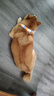 始貓狗狗項圈柴犬柯基彩色圍脖毛球可愛(ài)貓咪項鏈拍照多巴胺穿搭裝飾 事事如意 10-30斤狗狗 曬單實(shí)拍圖