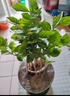 開時果 茉莉花盆栽濃香型 桌面綠植物陽臺花卉樹苗盆景擺件源頭直發(fā)包郵 精品茉莉花5-10株【加侖盆】 曬單實拍圖