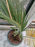 壹植鐵樹(shù)盆栽小樹(shù)苗大盆景蘇鐵開(kāi)花公母一對門(mén)口客廳室內綠植好養植物 鐵樹(shù)3-5cm球莖粗公/母一對 曬單實(shí)拍圖