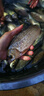 千壽（Qianshou） 千壽釣線(xiàn)野釣柔軟魚(yú)線(xiàn)釣魚(yú)線(xiàn)超強拉力尼龍線(xiàn) 子線(xiàn)【買(mǎi)二送二】 1.2 曬單實(shí)拍圖