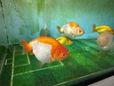 寵翰二氧化氯泡騰片魚缸龜缸池塘水庫水產(chǎn)養(yǎng)殖環(huán)境水族專用殺菌消毒液 曬單實(shí)拍圖