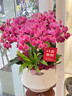 Only you【兩小時(shí)達(dá)】君子蘭墨蘭蝴蝶蘭高檔花卉蘭花盆栽開業(yè)喬遷生日送禮 君子蘭藝術(shù)造型（瓷盆隨機(jī)） 曬單實(shí)拍圖