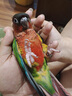 IGG高活性益生菌 鳥用鸚鵡牡丹虎皮玄鳳小太陽調(diào)理腸胃八哥文鳥珍珠 曬單實(shí)拍圖