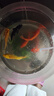 中國紅冷水淡水觀賞魚錦鯉魚活魚金魚小型好養(yǎng)紅鯉魚純種小錦鯉 10-12cm長紅金3條 曬單實(shí)拍圖
