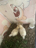 捕漁達人 蘆丁雞喂食器飼料盒小雞食盒水槽水壺喂水飲水喝水臺 鸚鵡也可用 曬單實拍圖