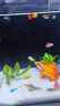 萌嘟星寵 魚缸底砂白色水族箱細(xì)沙子裝飾造景龜缸多肉裝飾 白晶沙5斤 曬單實拍圖