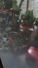 傾顏吊蘭綠植盆栽室內(nèi)苗木室內(nèi)盆栽垂吊花卉植物花卉盆栽土培水培植物 青葉吊蘭整盆苗3-5棵（簡易原盆原土） 曬單實(shí)拍圖