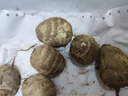 東方甄選云南牛奶芋頭細(xì)膩軟糯新鮮應(yīng)季蔬菜農(nóng)產(chǎn)品壞蔬包賠順豐 5斤中果（單果40g+） 曬單實(shí)拍圖
