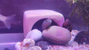 魔法龍 MAGIC DRAGON陶罐躲避洞魚蝦躲避屋迷你鸚鵡產(chǎn)卵洞鯛罐窩異型魚繁殖罐魚缸造景 916小蝦窩 曬單實(shí)拍圖