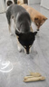 【京東快遞】狗狗磨牙棒咖啡木耐磨耐咬解悶防拆家天然泰迪犬玩具 M號 中型犬 16-30斤 曬單實(shí)拍圖