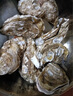 龍味?！净铛r】生蠔 乳山牡蠣 新鮮海蠣子生鮮貝類 【不好包賠】6XL帶箱10斤（12-15只） 曬單實拍圖