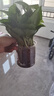 泰西絲綠蘿盆栽綠植室內(nèi)辦公室水培植物桌面擺件 綠蘿+早安盆 源頭直發(fā) 曬單實拍圖