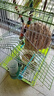 京寵新黃谷子帶殼小米虎皮牡丹玄鳳中小型鸚鵡文鳥鳥糧鳥食鳥飼料 帶殼小米2斤 曬單實(shí)拍圖