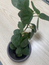 菩提樹盆栽小盼菩提盆景帶果中式禪意桌面擺件室內創(chuàng)意好養(yǎng)綠植物 小盼菩提+海納百川盆+苔蘚+底座 曬單實拍圖