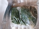 河北特產(chǎn)自然生長黃須菜餃子涼拌菜新鮮海蓬堿蓬豬毛菜野地海英菜 2斤 曬單實拍圖