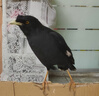 花卷寶寶鳥(niǎo)糧八哥飼料鳥(niǎo)飼料營(yíng)養鷯哥鳥(niǎo)食海八黑八專(zhuān)用八哥糧鳥(niǎo)料八哥飼料 1斤 曬單實(shí)拍圖