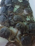 【活蟹】大閘蟹  滿黃全公母混搭六月黃 精品鮮活香辣河蟹水產(chǎn) 鮮活一元蟹【25只+送5只】 六月黃公蟹為主 適合香辣蟹 曬單實(shí)拍圖