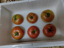 丹東堿地草莓西紅柿鐵皮柿子水果番茄生鮮新鮮蔬菜 草莓西紅柿 4.5斤 曬單實(shí)拍圖