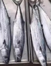 蓋世 鲅魚冷凍一斤裝  2條 海鮮鲅魚 生鮮烹飪食材 水產(chǎn) 曬單實(shí)拍圖
