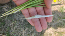 夢想可嘉適用一加ace5手機殼 1+ace5/5pro保護套奢華高端皮質商務全包防摔超薄簡約男女款 曜石黑 曬單實拍圖