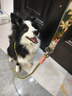 柒哦狗狗牽引繩防爆沖p繩狗鏈遛狗繩子中大型犬柴犬柯基防掙脫拴狗繩 卡其色【防勒手 防纏繞 防爆沖】 總長1.5米 適用于大中小全犬種 曬單實拍圖