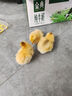 小雞活寵物小雞活苗家養(yǎng)觀賞小黃雞網(wǎng)紅萌寵雞活體幼崽迷你雞幼苗 寵物小黃雞1只 曬單實(shí)拍圖