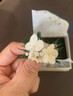 永生花戒指成品森系高級(jí)感真花婚禮求婚禮物輕奢高端小眾禮品情侶 霧紗凝香（1枚） 均碼 曬單實(shí)拍圖