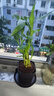 富貴竹盆栽植物室內(nèi)凈化空氣綠植荷花竹辦公室桌面四季好養(yǎng)小盆栽 荷花竹+節(jié)節(jié)高升盆+圓底座【1盆】 盆口直徑約8cm 曬單實拍圖