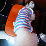 狗狗貓咪衣服薄款清爽寵物幼犬夏裝泰迪比熊條紋棉T恤連衣裙 XD彩條花朵背心-粉藍(lán) L約6-8斤穿 曬單實(shí)拍圖