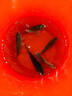 野營者黑戰(zhàn)神29升防刮釣箱全套新款多功能釣魚箱魚桶垂釣競技釣箱 29L 帶輪雙炮臺 雙軌道夜釣款+工具層+支架*2 曬單實拍圖