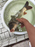 斐月伽反離底串鉤魚鉤子線綁好成品鉤歐式反底三釣免調(diào)漂抗走水伊勢尼 2付裝【伊勢尼4號】反底串鉤 曬單實(shí)拍圖