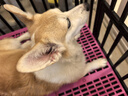 Orijen渴望狗糧 成犬幼犬無谷雞天然雞肉進口全價通用犬糧2kg 效期26/2 曬單實拍圖