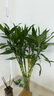 中夢大葉竹水培養(yǎng)植物花卉綠植室內(nèi)好養(yǎng)竹子富貴竹水養(yǎng)帶根鮮花發(fā)財樹 富貴竹75-85厘米10棵+玻璃瓶 曬單實拍圖