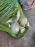 川澤升級無結(jié)線組成品主線套裝魚線主線強拉力進口綁好大物釣魚線組 5.4米 【4卷裝】+收納盒+剪刀 1.5號 曬單實拍圖