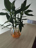 錦楓水培花卉盆栽 辦公室水培綠植花卉盆栽玻璃花盆 觀(guān)音竹 含盆栽好 曬單實(shí)拍圖