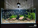 創(chuàng)星魚缸過濾器過濾桶循環(huán)水泵系統(tǒng)全套龜缸三合一周轉(zhuǎn)過濾箱靜音殺菌 熱銷【大流量選擇】80-150CM缸（無殺菌） 【單桶】基礎(chǔ)配置（不含濾材） 曬單實(shí)拍圖