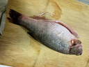 鮮活沖浪河鱸魚400-500g/條 曬單實(shí)拍圖