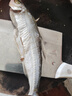 翹嘴魚(yú)大白刁子魚(yú)干干貨500g淡水白魚(yú)干風(fēng)干魚(yú)餐條魚(yú)腌制年貨 大刁子魚(yú)干 500g 15cm及以上 曬單實(shí)拍圖