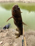 達(dá)億瓦（DAIWA）一擊 輕量鯉魚鯽魚草魚羅非 進(jìn)口魚竿手桿 輕硬挺 休閑臺釣 一擊F 54.K（綜合） 曬單實拍圖