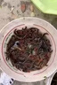 抓引誘蜈蚣粉餌料【當晚來蜈蚣】專用誘食粉劑戶外活蟲捕捉小藥 1瓶【超能誘餌劑】蜈蚣直接來 曬單實拍圖