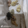 盧丁雞蛋受精種蛋正宗可孵化新鮮迷你網(wǎng)紅寵雞蛋藍(lán)胸禮服蘆丁雞蛋 受精種蛋10送2枚路損送開口糧 曬單實(shí)拍圖