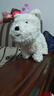babycare&bctoys兒童毛絨玩具狗電子哈基米寵物玩偶節(jié)日生日禮物西高地犬 曬單實(shí)拍圖