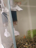 瓦克121中大型魚缸膠138水族箱專用大板玻璃膠透明快干131密封酸性 121大型魚缸膠【透明】 曬單實拍圖
