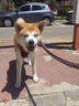 比樂(lè )狗糧 原味鮮全價(jià)犬糧 低敏無(wú)谷配方中大型成犬幼犬犬糧 全價(jià)中大型成犬糧10kg 曬單實(shí)拍圖