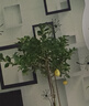 花財主大型盆栽綠植 檸檬樹(shù)鴨腳木發(fā)財樹(shù)天堂鳥(niǎo)綠植室內客廳大盆栽 S級香水檸檬1.5-1.7米【鉆石盆】 含盆 曬單實(shí)拍圖