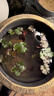 山頭林村大睡蓮魚(yú)缸池塘水池水培植物水生花卉睡蓮根塊當(dāng)年開(kāi)花睡蓮花 混色睡蓮 10顆 曬單實(shí)拍圖