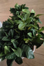 梔子花盆栽四季開花帶花苞室內(nèi)綠蘿水培花卉綠植物茉莉花九里香 高配款：15-20cm【帶花苞6株】開花飄香 濃香型梔子花【帶花苞】10天開花 曬單實拍圖