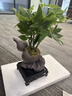 懷音福祿五福發(fā)財(cái)樹(shù)盆栽室內(nèi)好養(yǎng)綠植客廳桌面四季常青辦公室盆景 妖嬈發(fā)財(cái)樹(shù)+苔玉苔蘚球含密胺底 曬單實(shí)拍圖