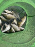 木允瑤魚(yú)味道神經(jīng)誘導素野釣餌料鯽魚(yú)散炮草魚(yú)餌誘魚(yú)劑的釣魚(yú)小藥野釣 神經(jīng)誘導素*100ml ( 1瓶體驗裝) 曬單實(shí)拍圖