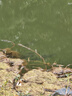 日本正宗伽馬卡茲超細(xì)金海夕魚鉤正品平打細(xì)條加強(qiáng)鯽魚谷麥釣法硬 30枚金海夕有刺【免費(fèi)試用4枚】 超細(xì)4號【強(qiáng)/硬/鋒/輕】 曬單實(shí)拍圖